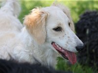 Puppys van Bliss040622-0166